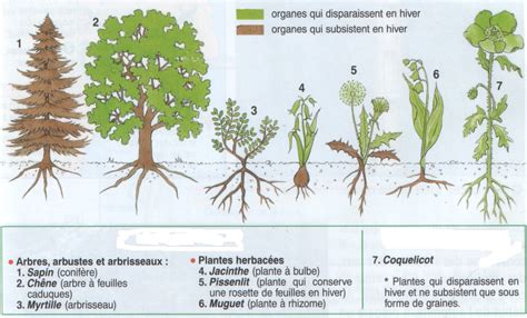 Les Plantes Annuelles Mon Blog Jardinage