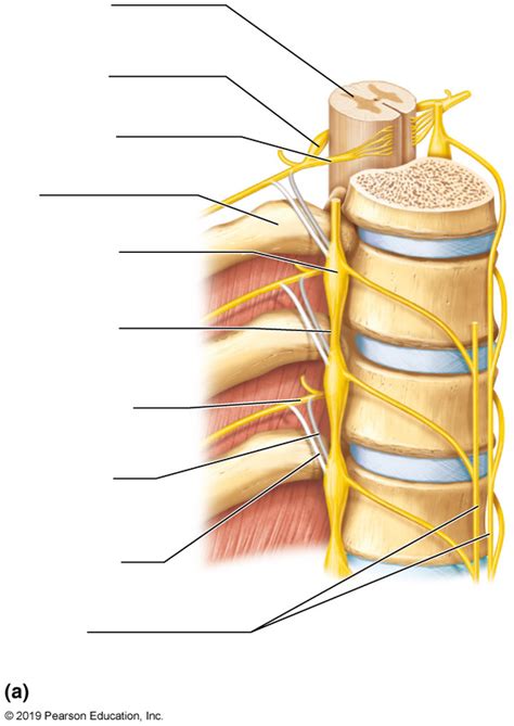 Figure A Diagram Quizlet