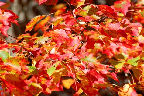 Best Maple Trees For Fall Color