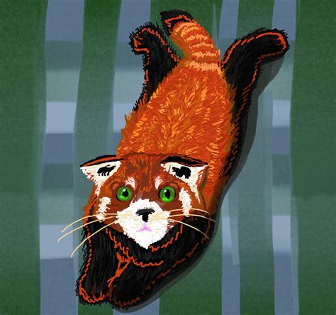 Red Panda Cat Contest By Jelikattebayo On Deviantart
