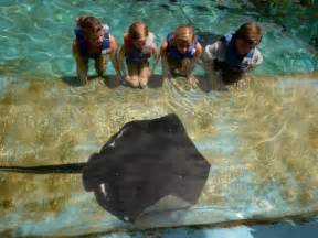 Sea Life Park Hawaii Dolphin Swim Experiences And Interactive Sea Animal