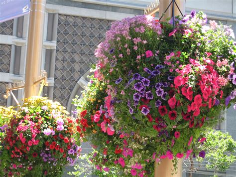 Flowers for hanging baskets have to be chosen perfectly since it will be significant in maximizing space on decks. Hanging flower baskets all over SF in the summer | Hanging ...