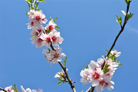 Spring Nature Reborn Free Photo On Pixabay