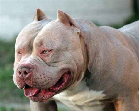 We work hard to breed the best dogs in the world! XXL American Bully and Pit Bull - Viral Fancy