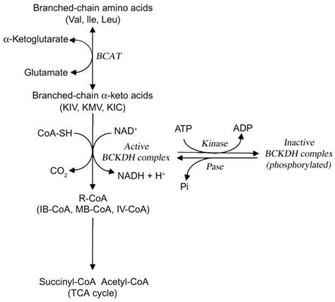 Branched chain amino acids (bcaa) are essential amino acids for humans, which must be ingested or generated by the associated microbiome. Degradation pathway for branched-chain amino acids (BCAA ...