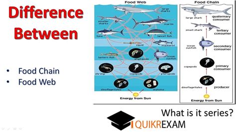 What Is Difference Between Food Chain And Food Web Quikr Exam Youtube