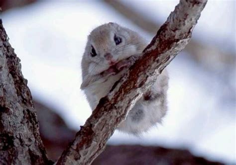 The siberian's flying squirrel range is right from finland, across northern eurasia, and to and including hokkaido, the north island of japan. Wallpapers / Pictures of Japanese Dwarf Flying Squirrel ...