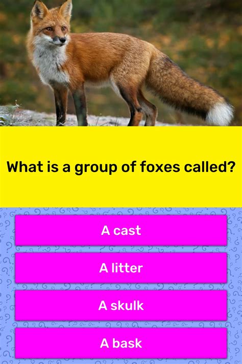 What Is A Group Of Foxes Called Trivia Answers Quizzclub