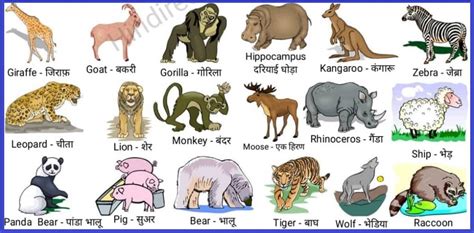Top 170 10 Wild Animals Name In English And Hindi
