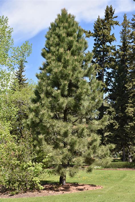 Ponderosa Pine Pinus Ponderosa In Inver Grove Heights Minnesota Mn