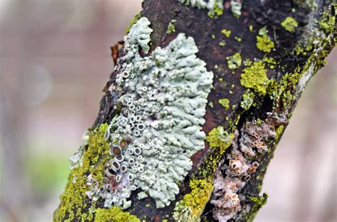The Lowdown On Lichens Forest Preserve District Of Will County