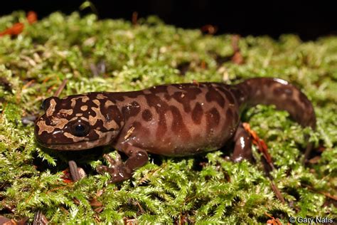 California Giant Salamander Dicamptodon Ensatus
