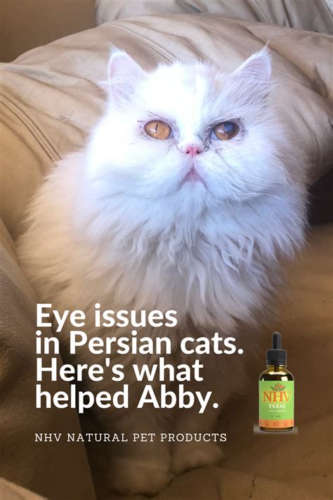 There are more breeders of … From a hoarder's crate to her mom's lap, Abby the Persian ...