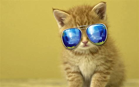 Download Kumpulan 500 Wallpaper Cool Cat Terbaik Gambar