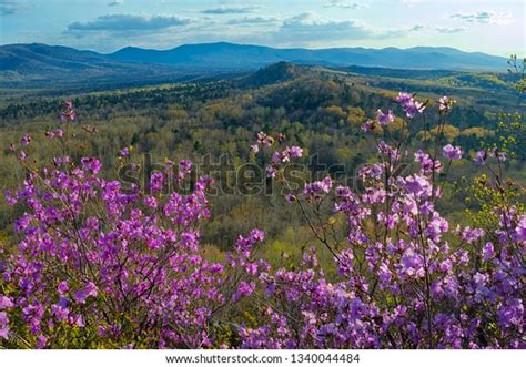 Nature Awakening Rhododendron Dauricum Blossom Bolshekhekhtsirsky Stock