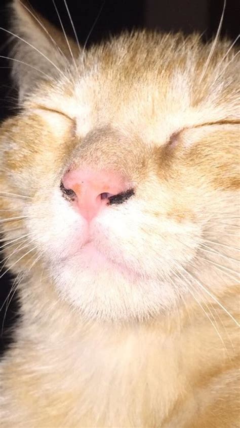 It's usually nothing serious, but have your veterinarian take a look. Strange scabs under my cats nose | TheCatSite