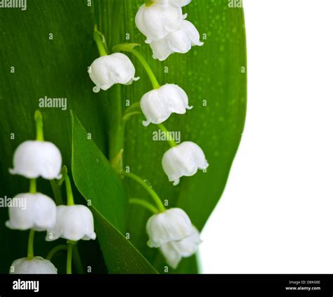 Lily Of The Valley With Water Drops Isolated On White Background