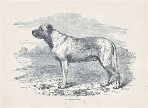 Mastiffs Early English Mastiff Dog Antique Print 1881 Vintage Giant