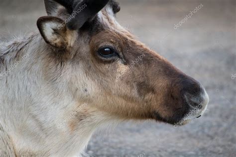Reindeer Close Up Stock Photo By ©fotogenix 56377091
