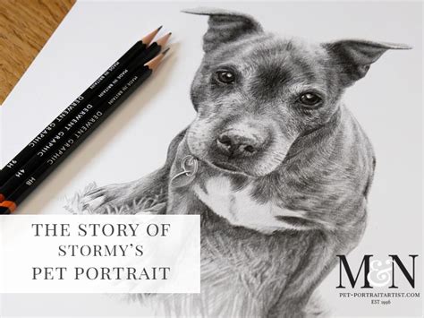 Dog Pencil Drawing 6 Melanie And Nicholas Pet Portraits