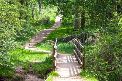 Free Images Forest Path Pathway Grass Outdoor Track