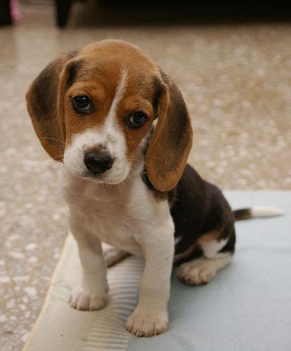 Image Cute Puppy Dog Face Awesome Pics Community Central