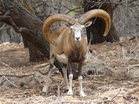 Mouflon Ovis Aries Urmiana Zoochat