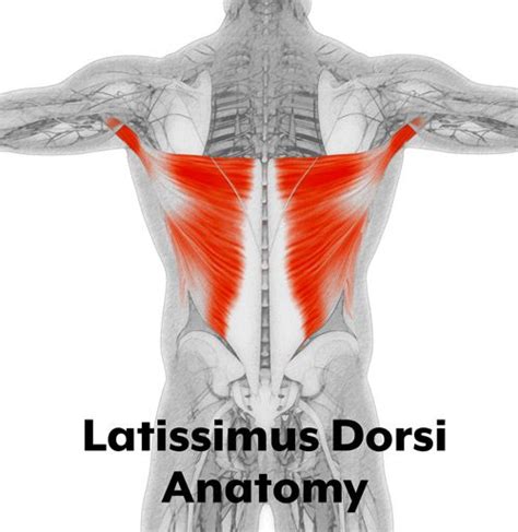 Latissimus Dorsi Pain Release Best Sleeping Position Effective