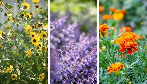 15 Perennials And Annual Plants That Bloom All Summer Long Annual