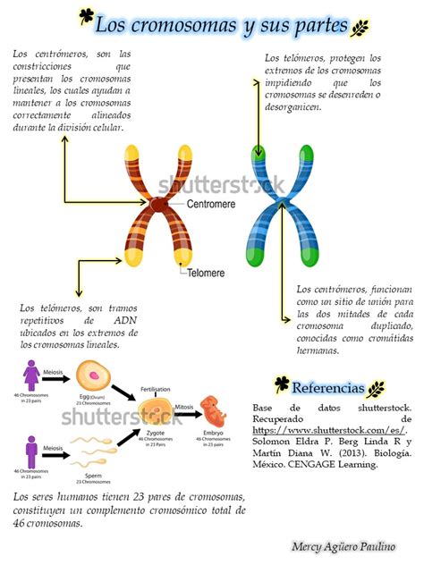 Cromosomas Eucariotas Y Procariotas