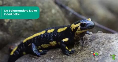 Is It Possible To Keep Salamanders As Pets Let S Find Out