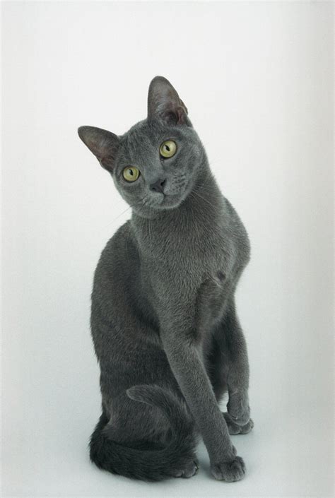 Mit mittellangen, schlanken und starkknochigen beinen. For Sale Korat Cats For Sale Korat Cats up For Stud Korat ...
