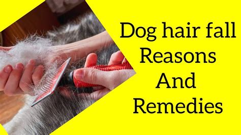 Dog Hair Fall Reasons And Remedies Youtube