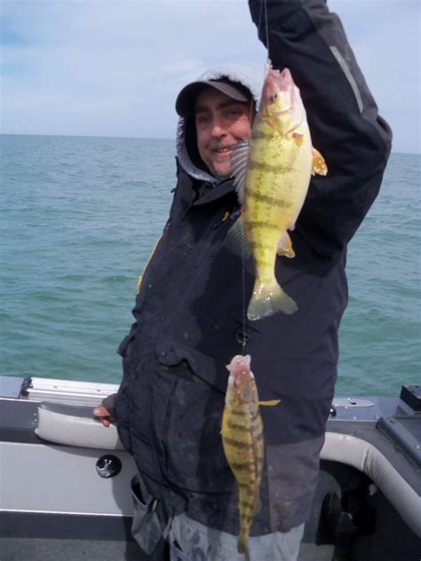 Lake Erie Yellow Perch The Bonanza Is Back We Love Outdoors