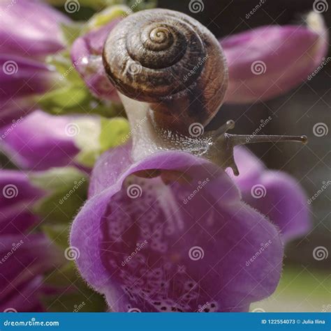 Snail Close Up Violet Flower Close Up Macro Outdoor Garden Stock Image