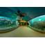 The Florida Aquarium In Tampa Bay Admission  TourSales