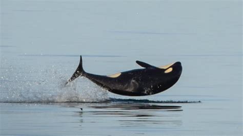 Malnutrition Suspected In Death Of Young Killer Whale Cbc News
