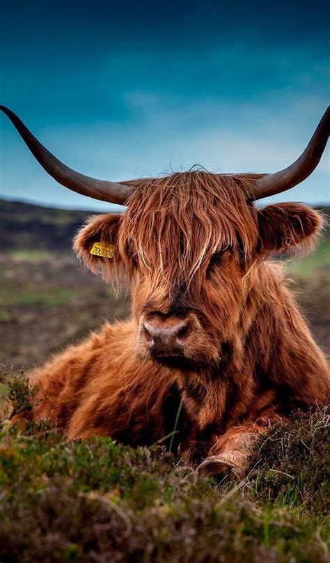 Beautiful Laying Cow Scottish Highland Cow Highland Cattle Scottish