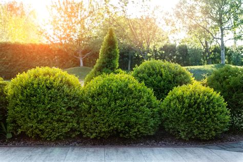 How To Plant Boxwood — Our Guide With Tips That Work