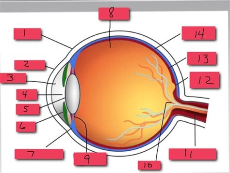 Human Eye Anatomy Flashcards Quizlet