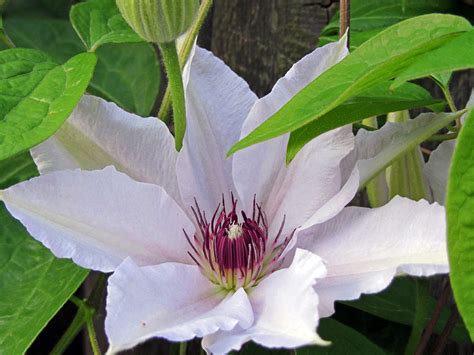 Clematis fans who love multi blue will love multi pink's baby pink, ruffled double blooms, too. Snow Queen Clematis Vine - Pure White/Compact - 2.5" Pot ...