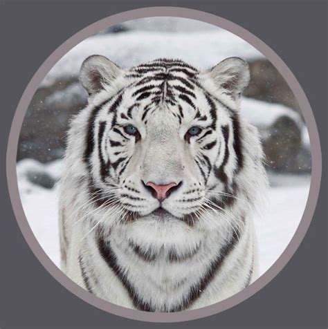 Tiger Facts: 28 Facts about Tigers ←FACTSlides→