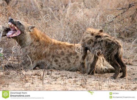 Matriz E Filhote Manchados Do Hyena Imagem De Stock Imagem De
