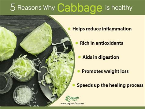 Cabbage Is A Leafy Green Red Or White Biennial Vegetable That Grows