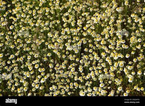 Camomile Hungarian Chamomile Wild Chamomile Or Scented Mayweed Echte
