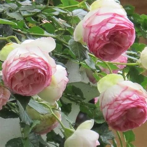 Cabbage Rose Plant Planting Roses Climbing Rose Plants Climbing Roses