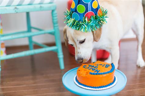 How To Throw A Birthday Party For Your Dog Popsugar Pets