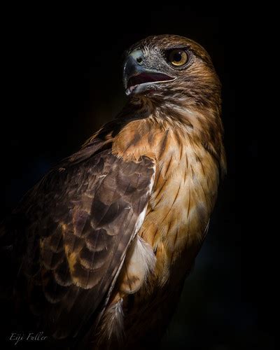 Red Tail Hawk Portrait 4 Eiji Fuller Flickr