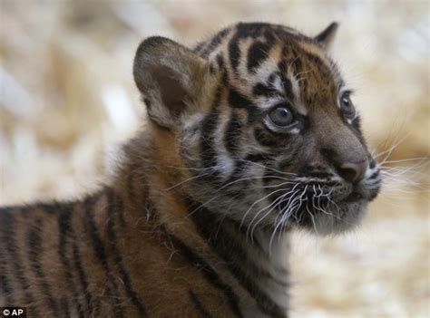 Sumatra Tiger Cub At San Francisco Zoo Makes Public Debut Daily Mail