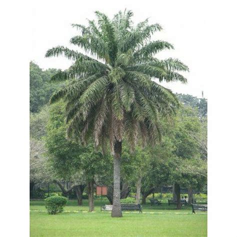 Check out our palm tree oil selection for the very best in unique or custom, handmade pieces from our shops. African Oil Palm Tree Seeds - Elaeis guineensis